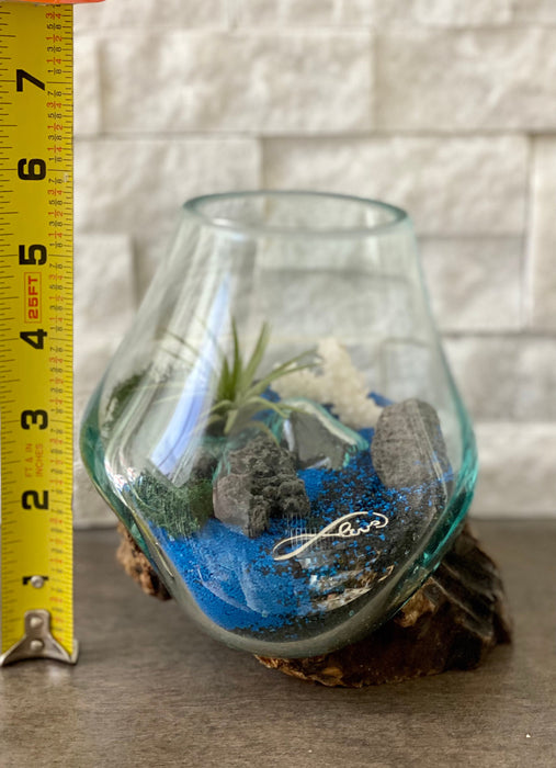 Air Plant Beach Terrarium with Volcanic Rocks and Coral in Blown Glass - 5x5 Inches - Perfect All Occasion Gift of Love for Nature Lovers