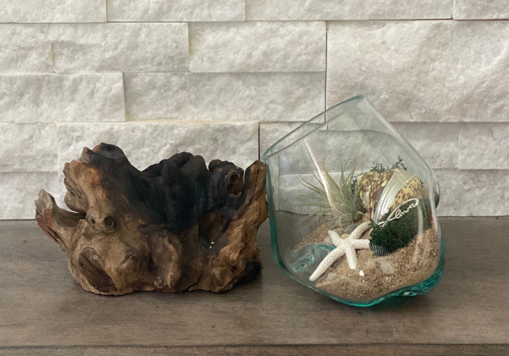DIY Beach Decor Kit with Starfish, Seashell, Pebbles, Moss, and Hand-Blown Glass in a 6x6 Inch Air Plant Terrarium