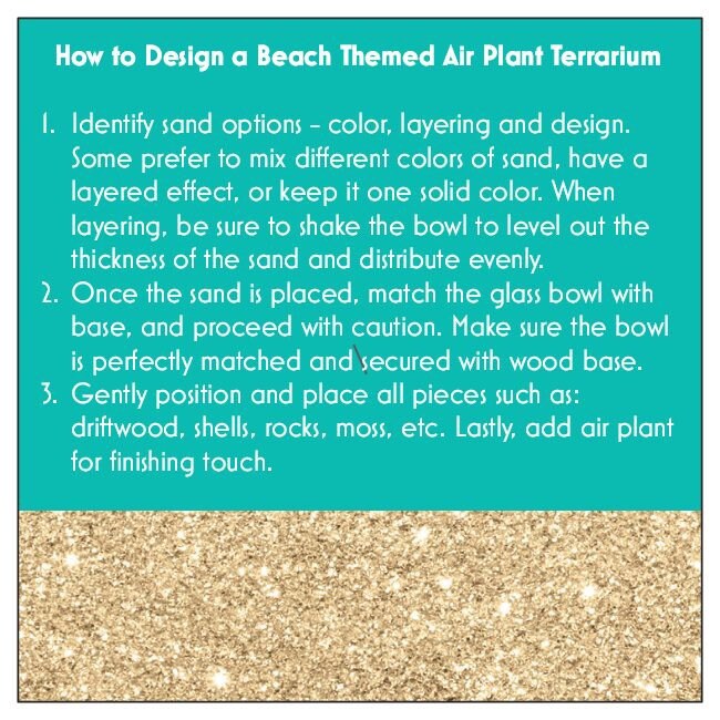 Sea Scape Beach Air Plant Terrarium: Hand-Blown Glass Kit with Natural Wood Base, Table Centerpiece for Coastal Home Decor