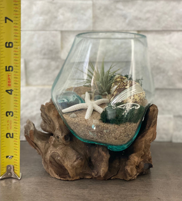 Beach Decor includes Starfish, Seashell, pebbles and Moss, Air Plant Terrarium DIY, Hand Blown Glass, 6x6”