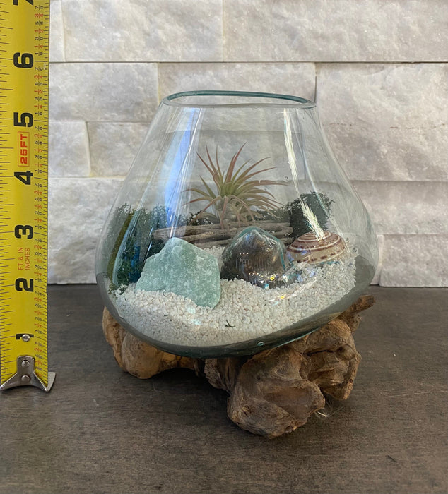 Elevate your small space with our Air Plant Terrarium - Hand-Blown Glass, Sundial Shell, Green Aventurine Crystal, Cholla Cactus Wood
