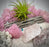 Nature Home Decor, soporte para plantas de aire, kit de terrario de playa con musgo rosa, vidrio soplado a mano, 6 x 6 pulgadas