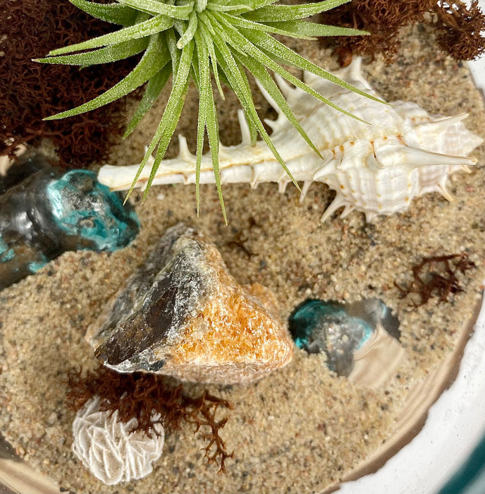 Sea Scape Beach Air Plant Terrarium: Hand-Blown Glass Kit with Natural Wood Base, Table Centerpiece for Coastal Home Decor