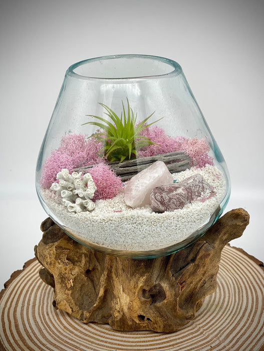 Nature Home Decor, soporte para plantas de aire, kit de terrario de playa con musgo rosa, vidrio soplado a mano, 6 x 6 pulgadas
