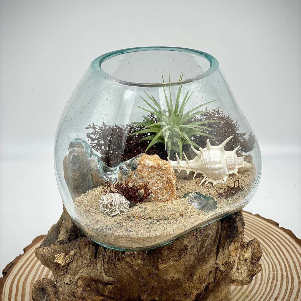 etsy air plant terrarium Sea Scape Beach Air Plant Terrarium: Hand-Blown Glass Kit with Natural —  Port Dr