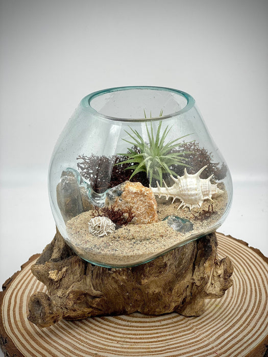 Sea Scape Beach Air Plant Terrarium: Hand-Blown Glass Kit with Natural Wood Base, Table Centerpiece for Coastal Home Decor