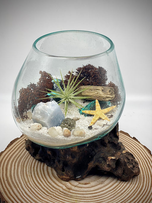 Air Plant Beach Terrarium Kit in Blown Glass - Coastal Dreams Inspired, 6x6 Inches - Perfect for Sustainable Home Decor and Tranquil Gifting