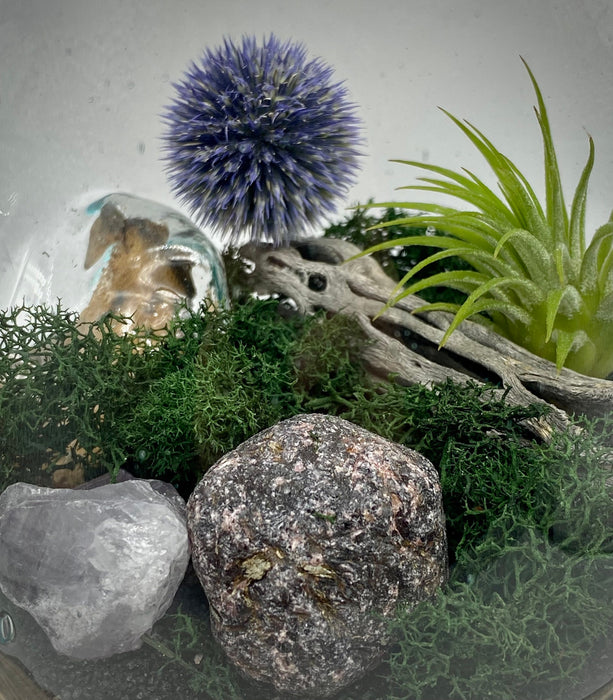 Mystic Forest Air Plant Terrarium - Hand Blown Glass on Gamal Wood with Garnet Quartz, Echinops, and Cholla Wood - 6×6” for Any Occasion
