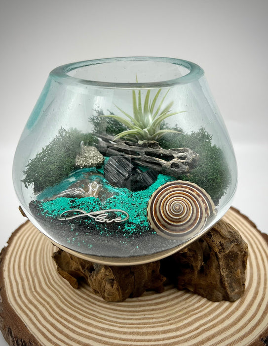 Beachy Air Plant Terrarium Kit, Sea Scape Design with Hand-Blown Glass & Natural Wood Base, Seashell Table Centerpiece, Coastal Home Decor