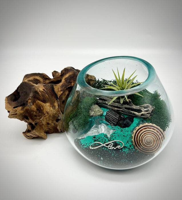 Sea Scape Design Beach Air Plant Terrarium Kit, vidrio soplado a mano sobre base de madera natural, centro de mesa de plantas, decoración de conchas marinas