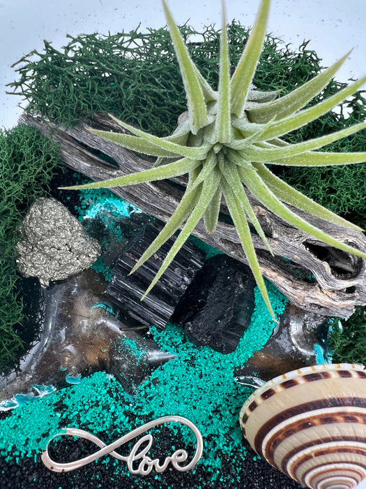 Sea Scape Design Beach Air Plant Terrarium Kit, vidrio soplado a mano sobre base de madera natural, centro de mesa de plantas, decoración de conchas marinas