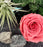 Terrario de playa con planta de aire con mini rosa seca / Vidrio soplado / Momentos preciosos / 6x6 ”/ Regalo para todas las ocasiones