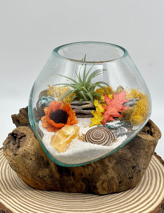 Create a Cozy and Chic Living Space with Our Autumn Air Plant Terrarium Kit - Hand-Blown Glass, 6x6", Perfect for Small Space Living