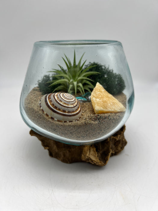 Create Your Own Sustainable DIY Tiny Terrarium Gift with Orange Calcite and Seashell in Hand-Blown Glass - Small 5x5" Terrarium Kit