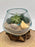 Create Your Own Sustainable DIY Tiny Terrarium Gift with Orange Calcite and Seashell in Hand-Blown Glass - Small 5x5" Terrarium Kit