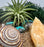 Regalo de terrario de bricolaje sostenible, terrario de plantas, kit de terrario de bricolaje de vidrio soplado a mano, calcita naranja con concha marina, PEQUEÑO 5x5 "