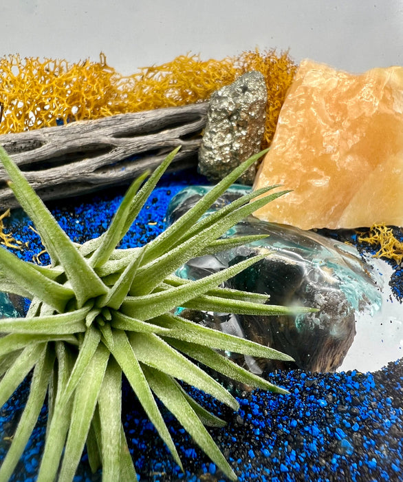 Golden Blue Air Plant Terrarium, Hand Blown Glass DIY Terrarium Kit, Sea Scape, Glass Plant Centerpiece Nature Decor