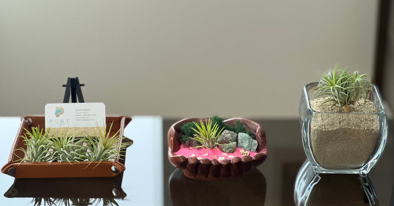 Pink Sands Air Plant Sanctuary: Featuring a Green Turbo Shell, Aventurine Stone, Pyrite Gold, and a Wood Love Charm