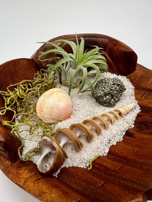 Eco-Friendly Beachy Wood Air Plant Decor: Earth Day Gift & Air Plant DIY Kit with Spiral Shell and Hand-Carved Wooden Hands Display